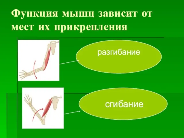 Функция мышц зависит от мест их прикрепления сгибание разгибание