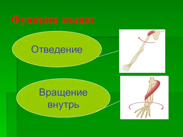 Функция мышц Отведение Вращение внутрь