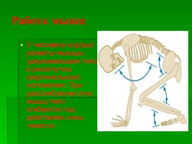 Работа мышц У человека хорошо развиты мышцы, удерживающие тело в разогнутом