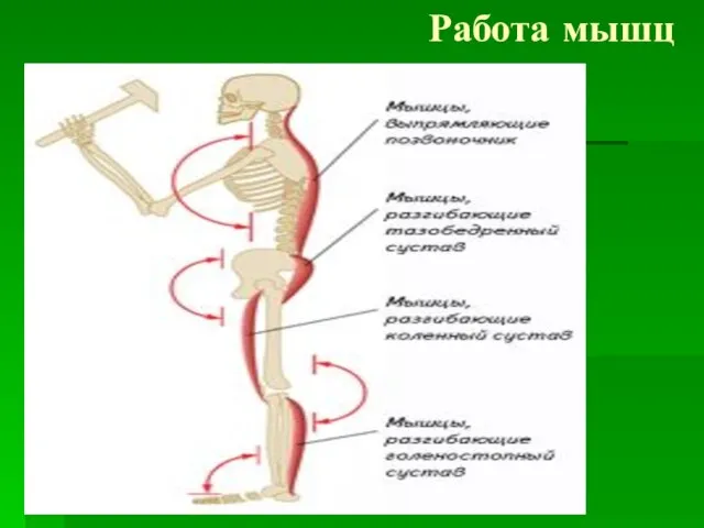 Работа мышц