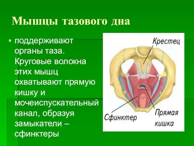 Мышцы тазового дна поддерживают органы таза. Круговые волокна этих мышц охватывают