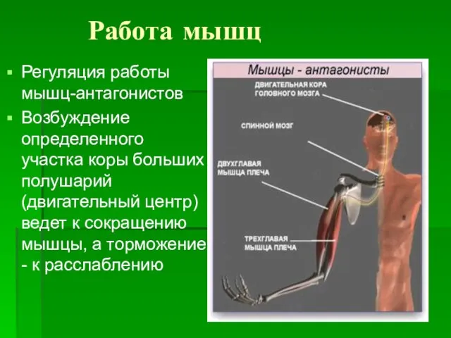 Работа мышц Регуляция работы мышц-антагонистов Возбуждение определенного участка коры больших полушарий