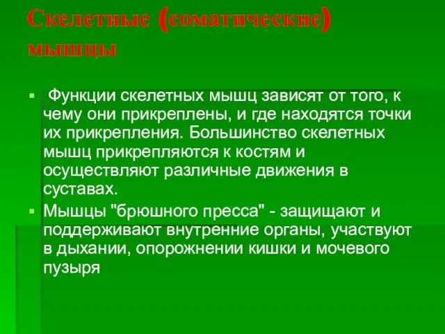 Скелетные (соматические) мышцы Функции скелетных мышц зависят от того, к чему