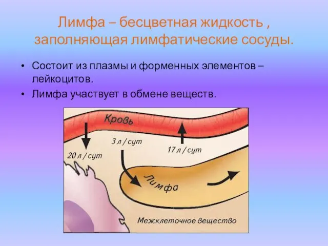 Лимфа – бесцветная жидкость , заполняющая лимфатические сосуды. Состоит из плазмы