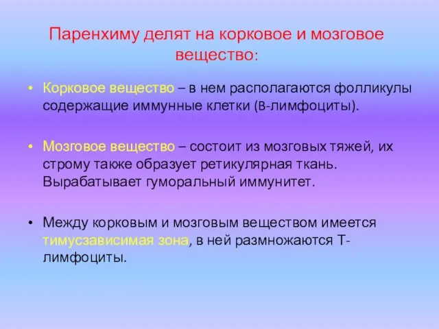 Паренхиму делят на корковое и мозговое вещество: Корковое вещество – в