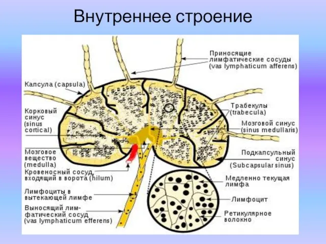 Внутреннее строение