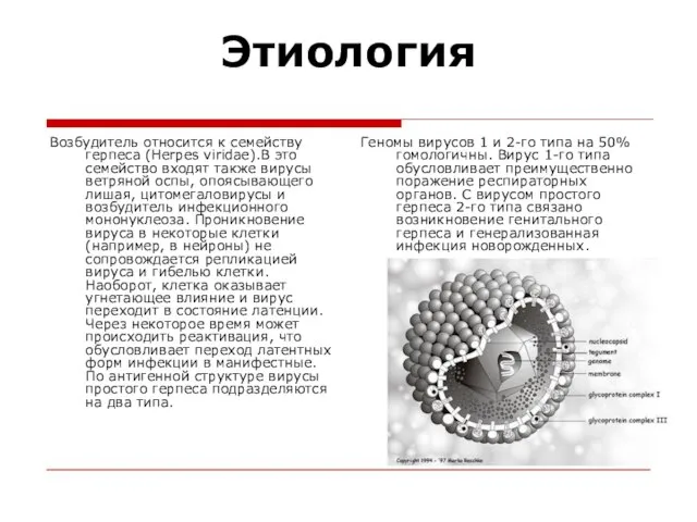 Этиология Возбудитель относится к семейству герпеса (Herpes viridae).В это семейство входят