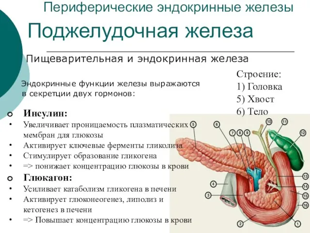 Периферические эндокринные железы Пищеварительная и эндокринная железа Поджелудочная железа Строение: 1)