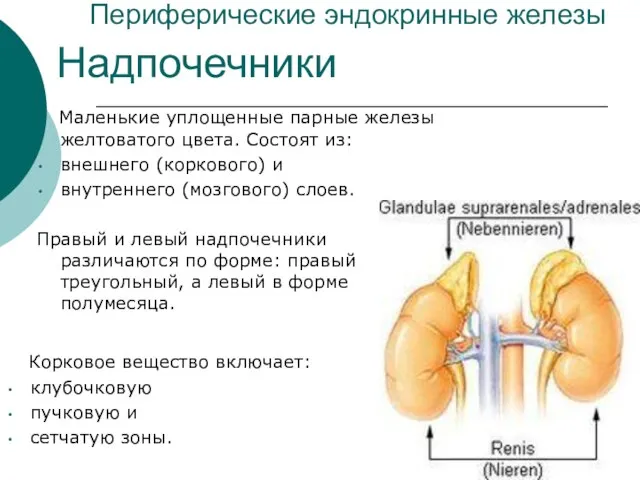 Периферические эндокринные железы Маленькие уплощенные парные железы желтоватого цвета. Состоят из: