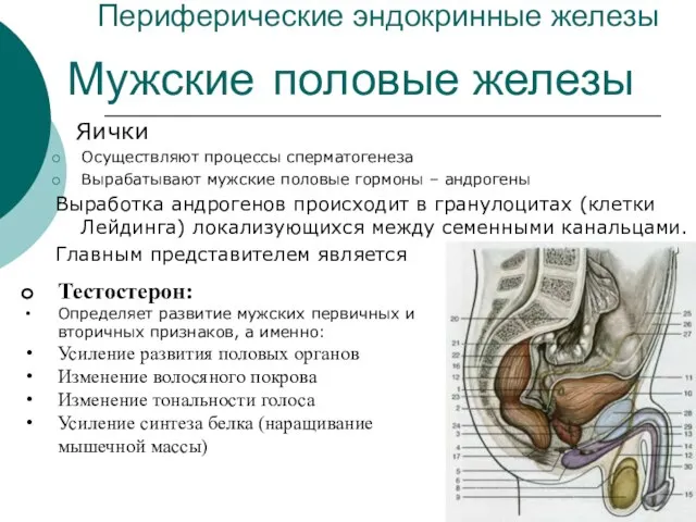 Периферические эндокринные железы Яички Осуществляют процессы сперматогенеза Вырабатывают мужские половые гормоны