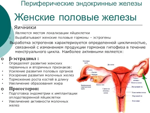 Периферические эндокринные железы Яичники Являются местом локализации яйцеклетки Вырабатывают женские половые