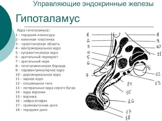 Управляющие эндокринные железы Ядра гипоталамуса: 1 - передняя комиссура 2 -