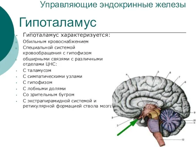 Управляющие эндокринные железы Гипоталамус характеризуется: Обильным кровоснабжением Специальной системой кровообращения с