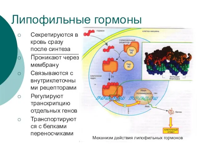 Липофильные гормоны Секретируются в кровь сразу после синтеза Проникают через мембрану