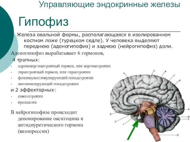 Управляющие эндокринные железы Железа овальной формы, располагающаяся в изолированном костном ложе