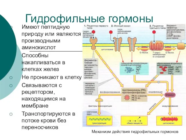 Гидрофильные гормоны Имеют пептидную природу или являются производными аминокислот Способны накапливаться