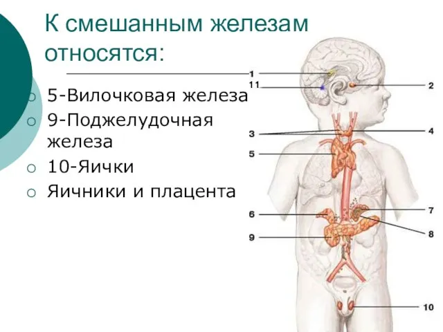 К смешанным железам относятся: 5-Вилочковая железа 9-Поджелудочная железа 10-Яички Яичники и плацента