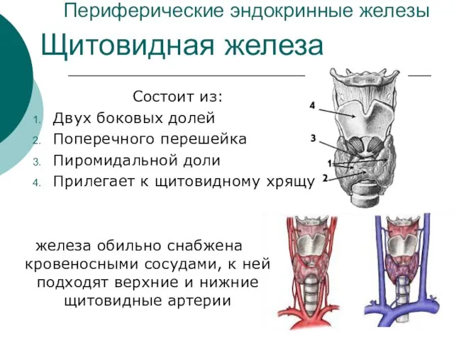 Периферические эндокринные железы Состоит из: Двух боковых долей Поперечного перешейка Пиромидальной