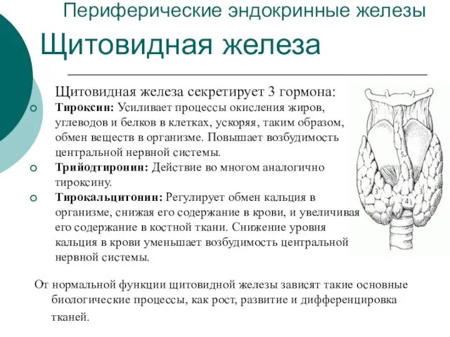 Периферические эндокринные железы Щитовидная железа Щитовидная железа секретирует 3 гормона: Тироксин: