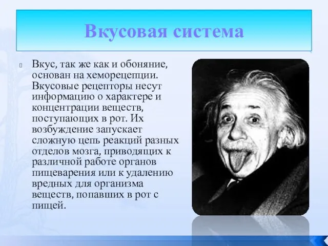 Вкусовая система Вкус, так же как и обоняние, основан на хеморецепции.