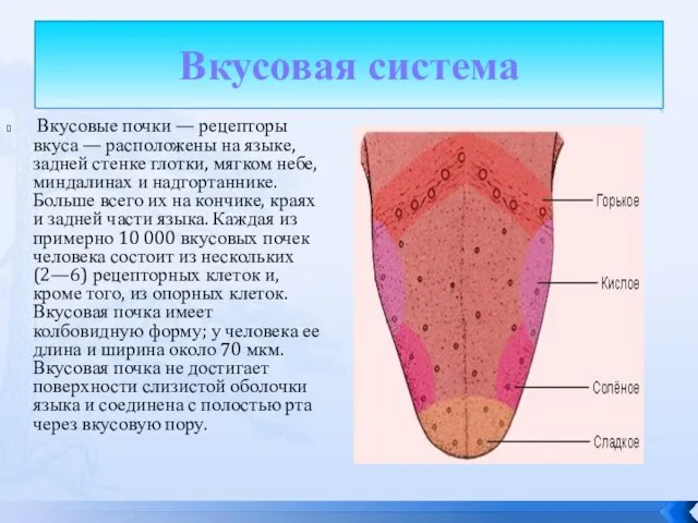 Вкусовая система Вкусовые почки — рецепторы вкуса — расположены на языке,