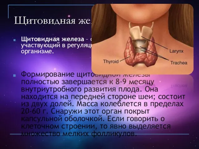 Щитовидная железа Щитовидная железа – орган эндокринной системы, участвующий в регуляции