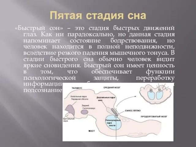 Пятая стадия сна «Быстрый сон» – это стадия быстрых движений глаз.