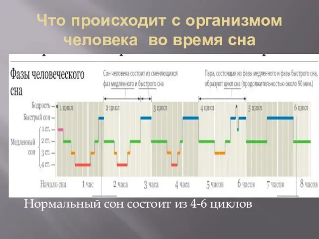 Что происходит с организмом человека во время сна Нормальный сон состоит из 4-6 циклов