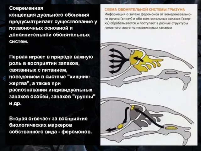 Современная концепция дуального обоняния предусматривает существование у позвоночных основной и дополнительной