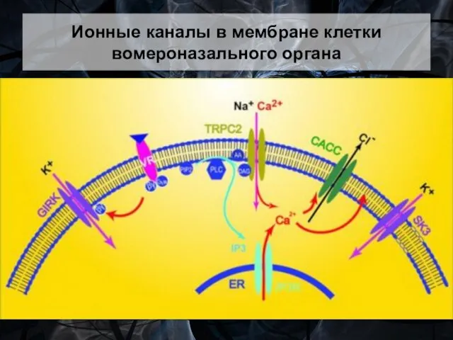 Ионные каналы в мембране клетки вомероназального органа