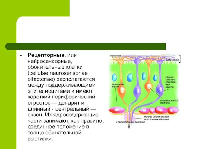 Рецепторные, или нейросенсорные, обонятельные клетки (cellulae neurosensoriae olfactoriae) располагаются между поддерживающими