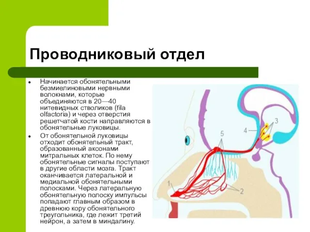 Проводниковый отдел Начинается обонятельными безмиелиновыми нервными волокнами, которые объединяются в 20—40