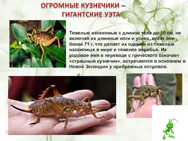 Тяжелые насекомые с длиной тела до 10 см, не включая их