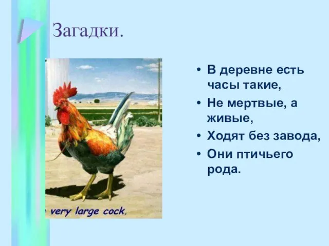 Загадки. В деревне есть часы такие, Не мертвые, а живые, Ходят без завода, Они птичьего рода.