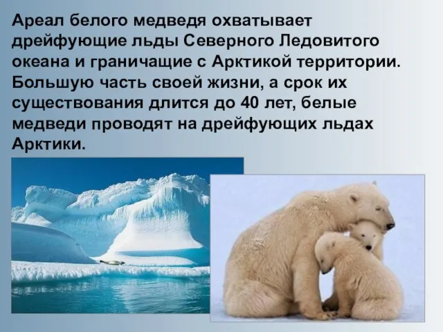 Ареал белого медведя охватывает дрейфующие льды Северного Ледовитого океана и граничащие
