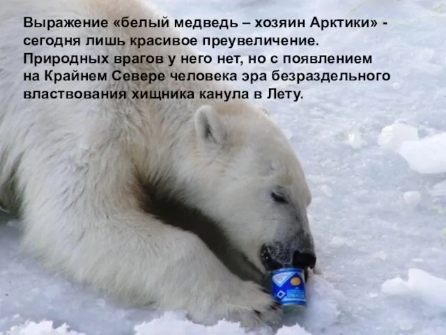 Выражение «белый медведь – хозяин Арктики» - сегодня лишь красивое преувеличение.