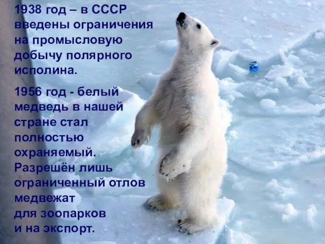 1938 год – в СССР введены ограничения на промысловую добычу полярного
