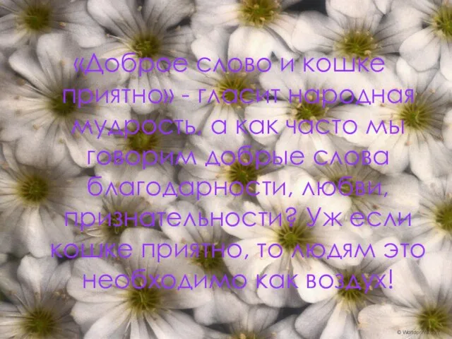 «Доброе слово и кошке приятно» - гласит народная мудрость, а как