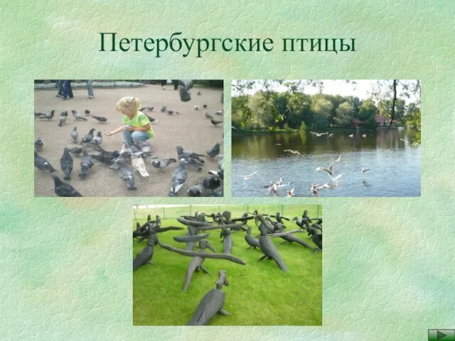 Петербургские птицы