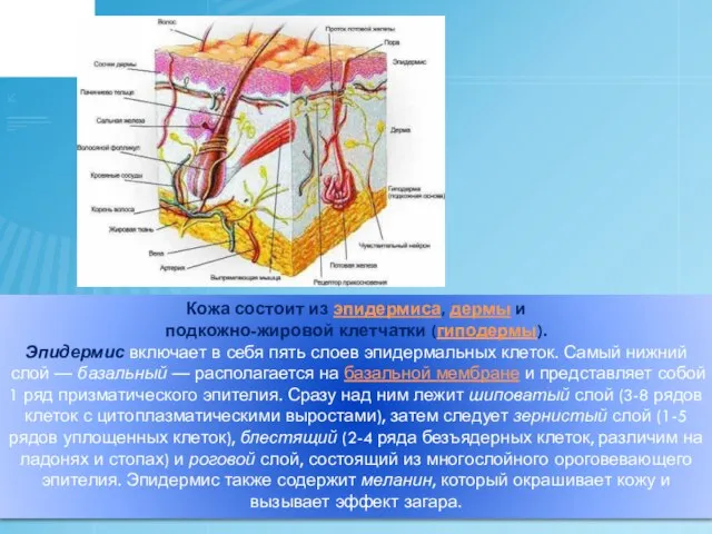 Кожа состоит из эпидермиса, дермы и подкожно-жировой клетчатки (гиподермы). Эпидермис включает
