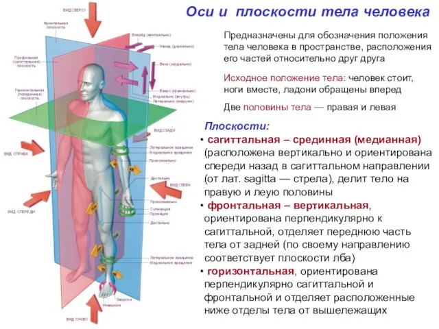 Оси и плоскости тела человека Предназначены для обозначения положения тела человека