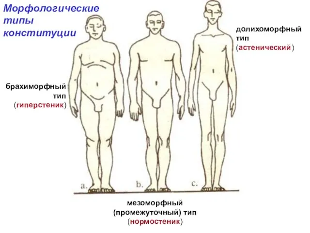 мезоморфный (промежуточный) тип (нормостеник) Морфологические типы конституции долихоморфный тип (астенический) брахиморфный тип (гиперстеник)