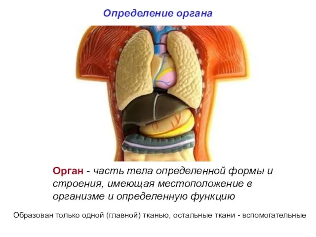 Определение органа Орган - часть тела определенной формы и строения, имеющая