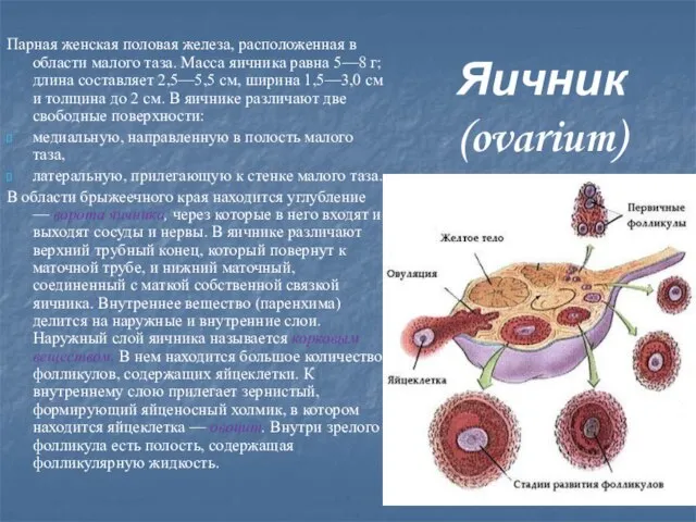 Яичник (ovarium) Парная женская половая железа, расположенная в области малого таза.