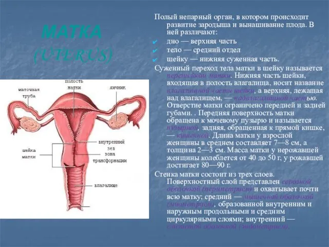 Матка (uterus) Полый непарный орган, в котором происходит развитие зародыша и