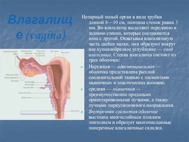 Влагалище (vagina) Непарный полый орган в виде трубки длиной 8—10 см,