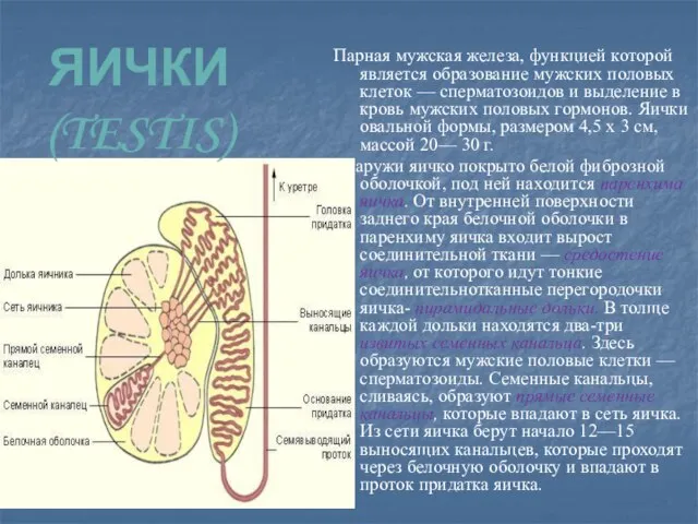 Яички (testis) Парная мужская железа, функцией которой является образование мужских половых