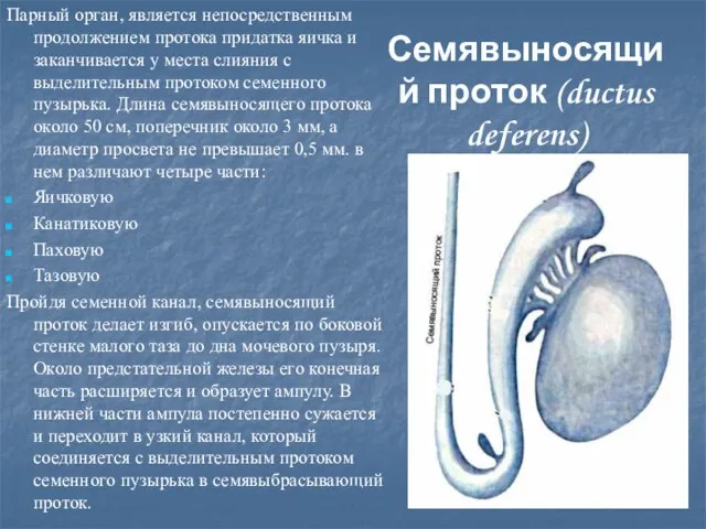 Семявыносящий проток (ductus deferens) Парный орган, является непосредственным продолжением протока придатка