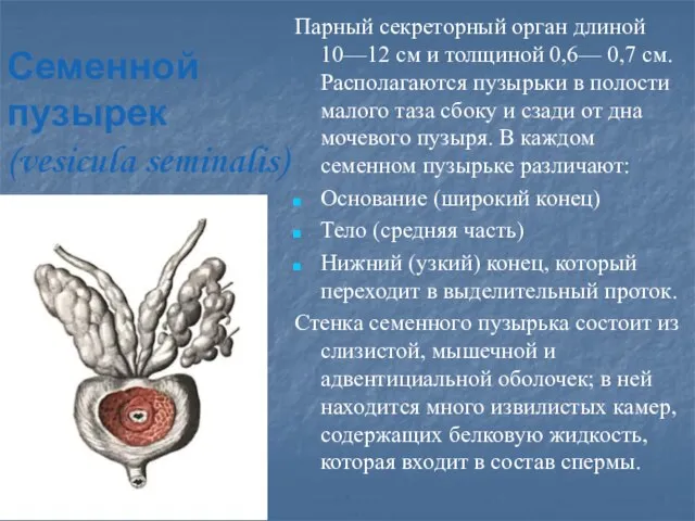 Семенной пузырек (vesicula seminalis) Парный секреторный орган длиной 10—12 см и