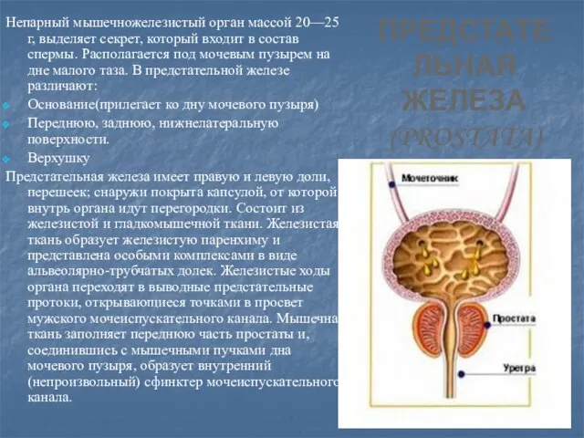 Предстательная железа (prostata) Непарный мышечножелезистый орган массой 20—25 г, выделяет секрет,